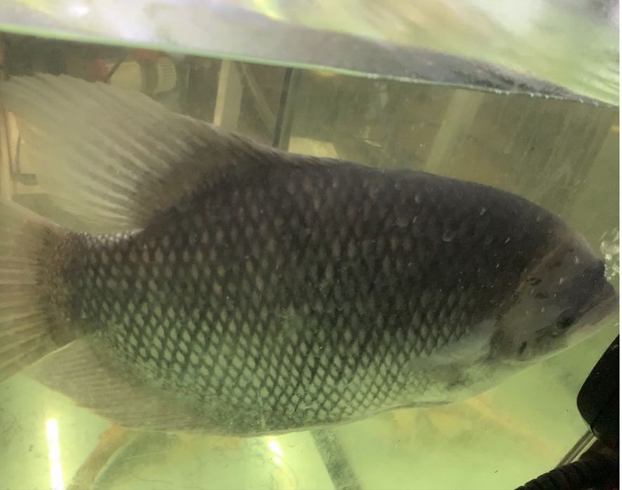 Gurami gigante 40/50cm
