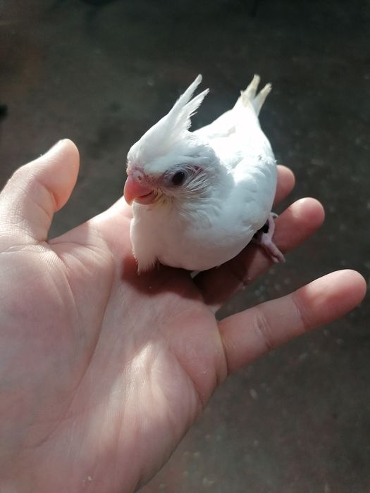 Caturra bebé macho Albino