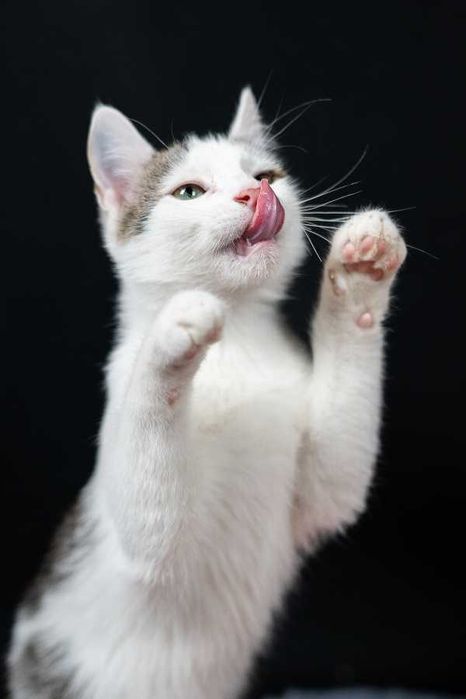 Półroczny słodziak szuka domu