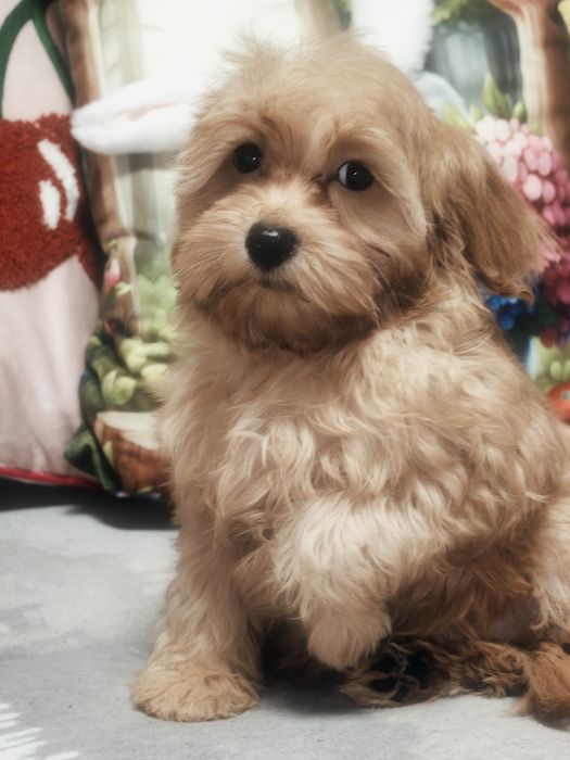 Śliczny piesek Maltipoo