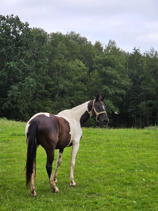Srokata klacz wielkopolska prosto od hodowcy