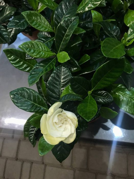 Гардения Жасміновидная