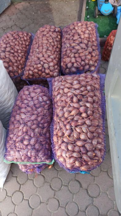 Кущівка цибулька