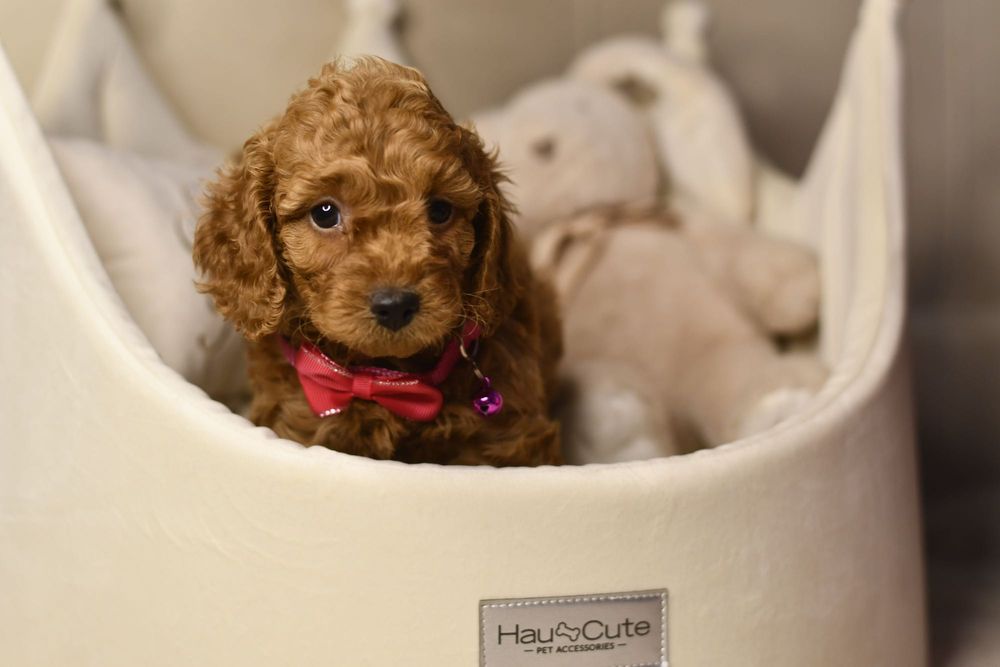 Cavapoo F1 RED wyjątkowa dziewczynka ZAREZERWOWANA
