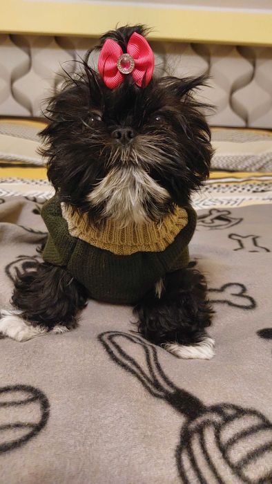 Shih tzu piękna suczka szuka kochającego domku