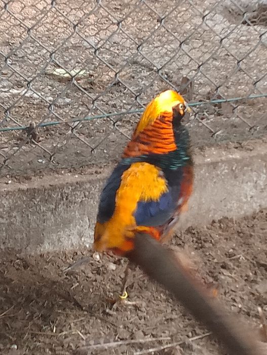 Sprzedam samca bażanta złotego.