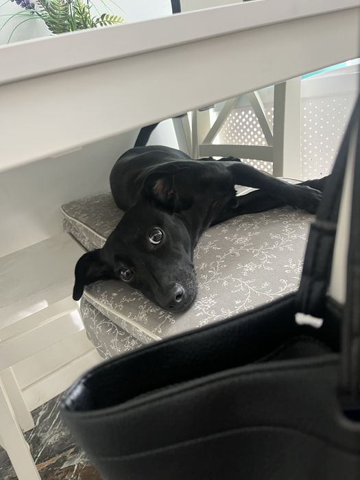 Suczka do adopcji