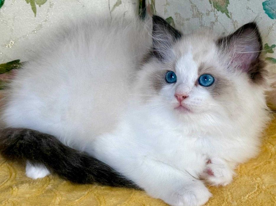 Codowny kocurek do rezerwacji -