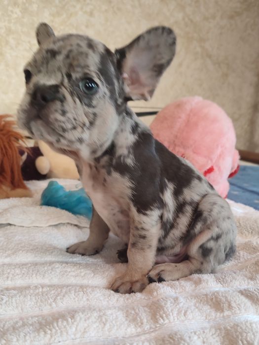 Три шикардосики французики мальчики