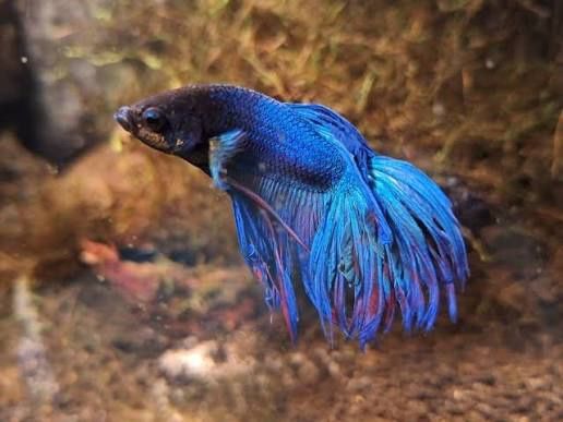 Bojownik Wspaniały sklep Pawik