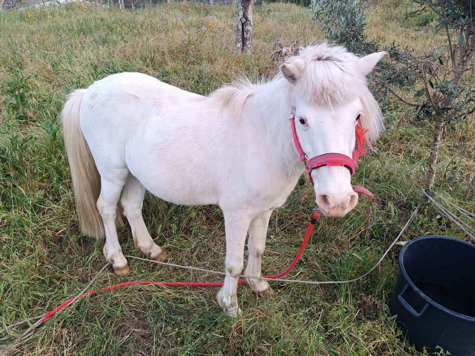 Cavalo à venda muito dócil