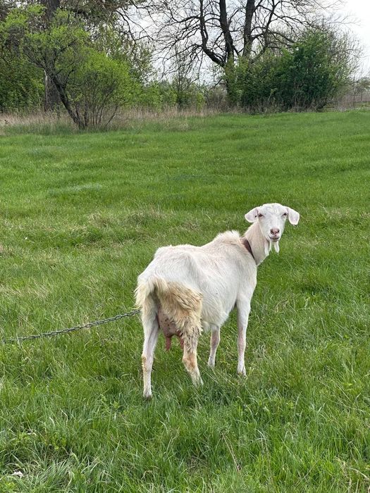 Продається біла коза