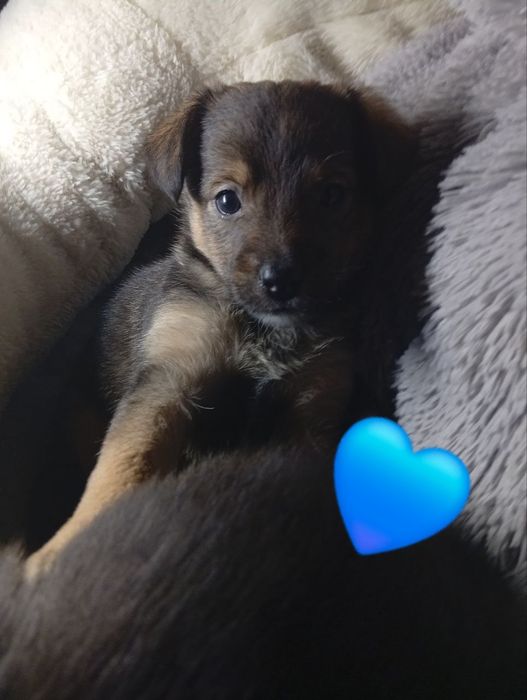 Ніжні цуценята шукають дім і турботливих господарів