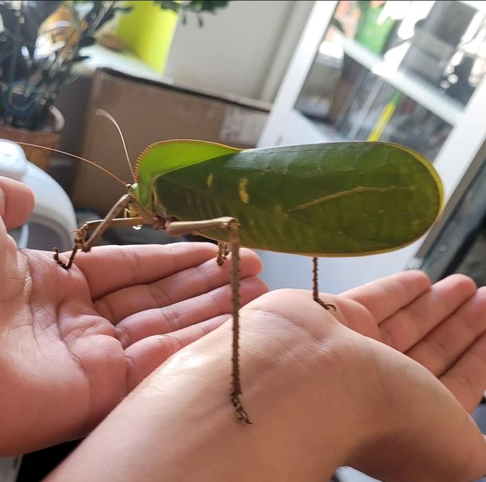 Konik Kapturzasty (Siliquofera grandis) - maluchy od L2