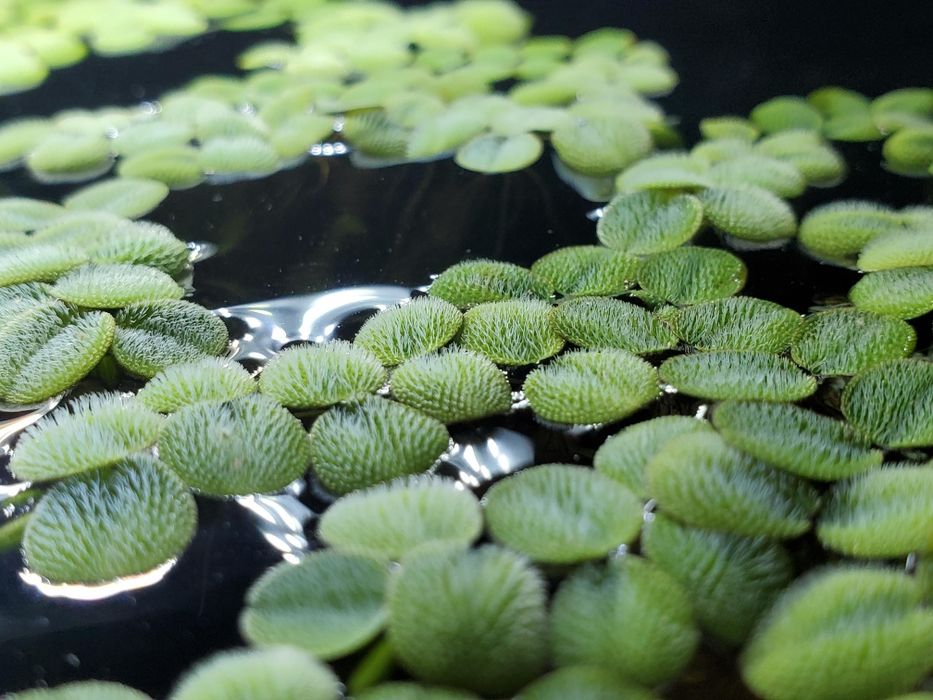 Salvinia Minima – Planta Flutuante para Aquário / Lago