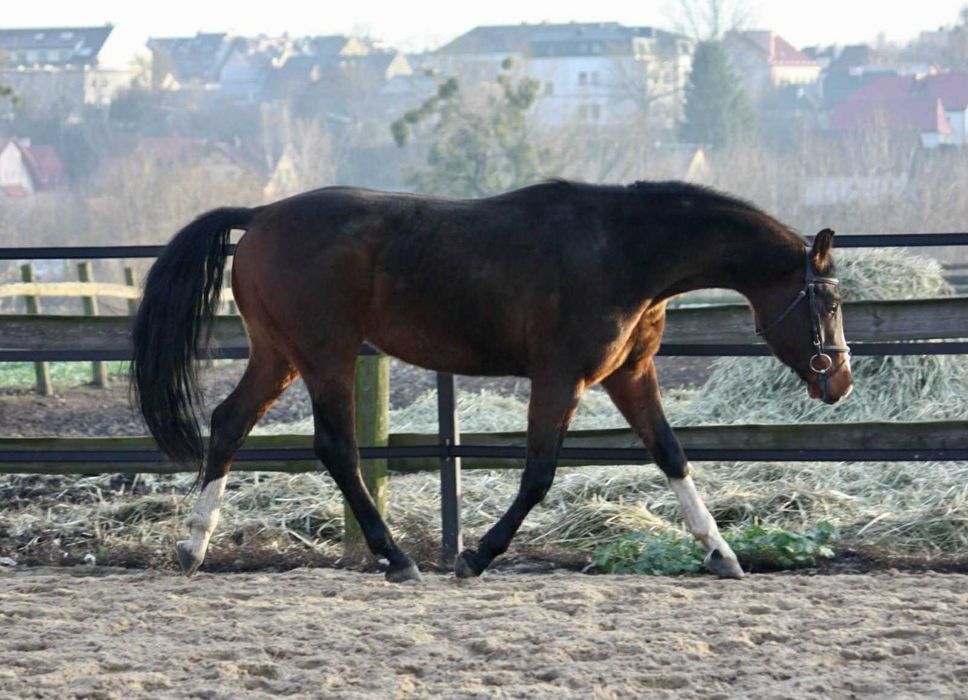 3,5 letni ciemnogniady wałach SP ze świetnym ruchem