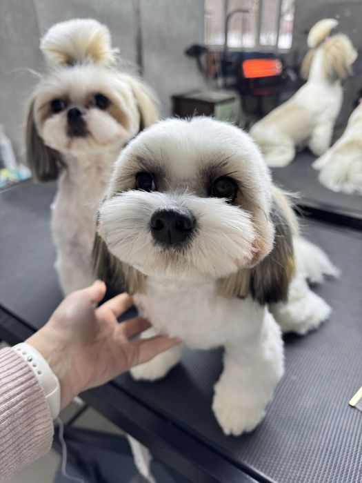 Професійний грумінг для Ваших хвостиків на Дніпровській Набережній 19в