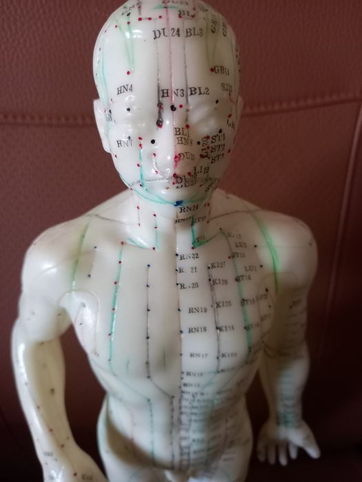 Modelo anatómico humano acupuntura
