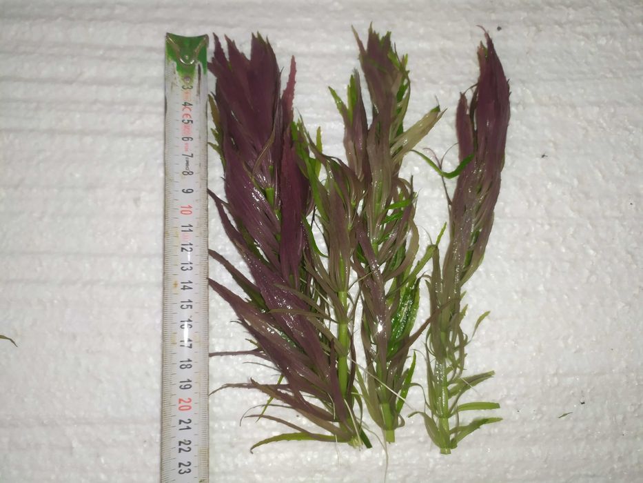 Limnophila Aromatica na 3 plan. Hodowla podwodna.