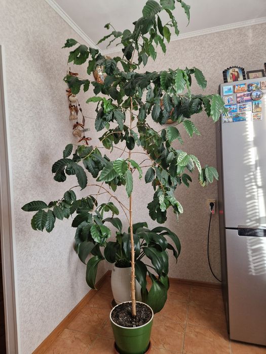 Кофе. Продам кофе. Кава