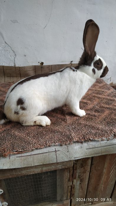 Німецький строкач гавана.Продаж,самки,самці.