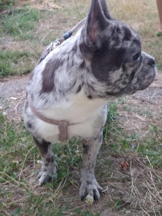 Французький бульдог дівчинка