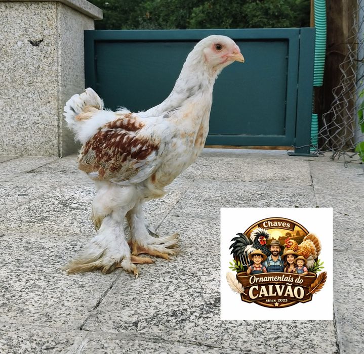 Galinhas galos Brahmas