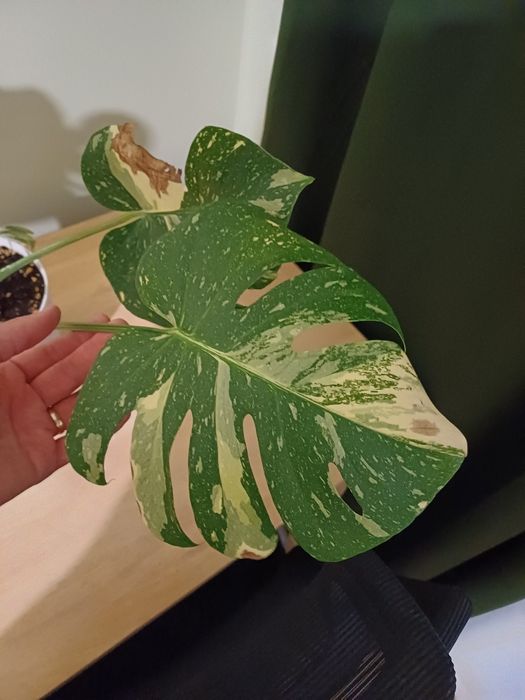 Monstera Thai Constellation