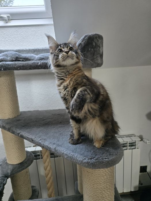 Koteczka Maine coon