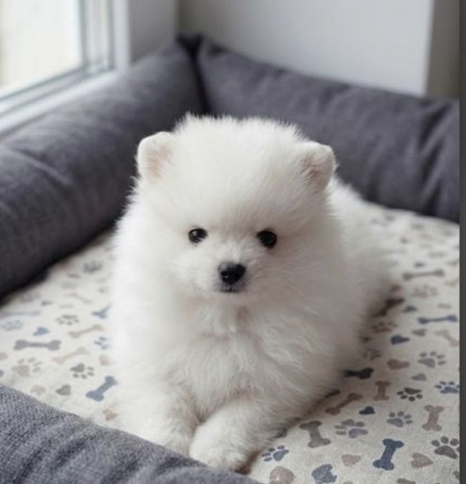 Śliczna malutka suczka * szpic miniaturowy* pomeranian* rodowód  czip