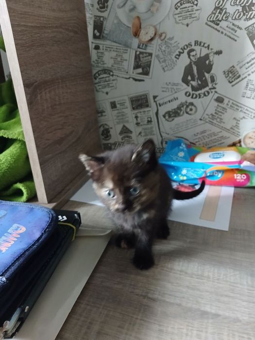 Отдам кошечку  в добрые руки Срочно