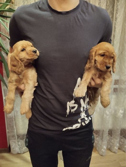 Продам цуценят Англійського Кокера