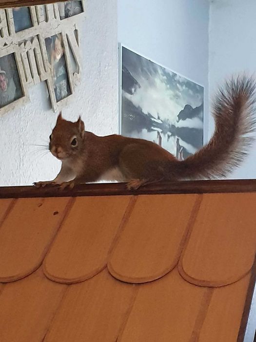 Wiewiórki Hudsona