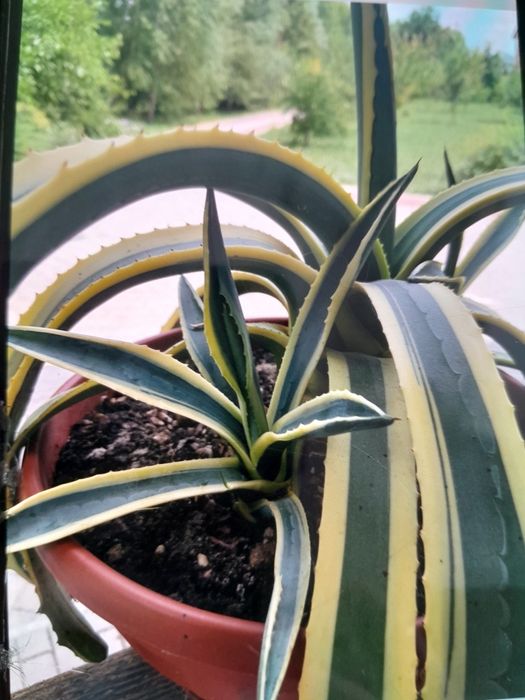 Агава американська варієгатна