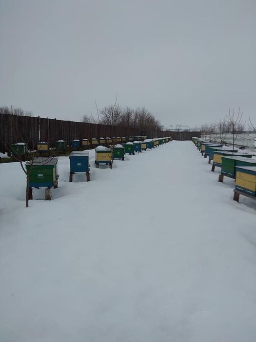 Продам бджолопакети