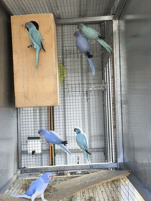 Ring Necks(40 aves de mutação disponíveis)