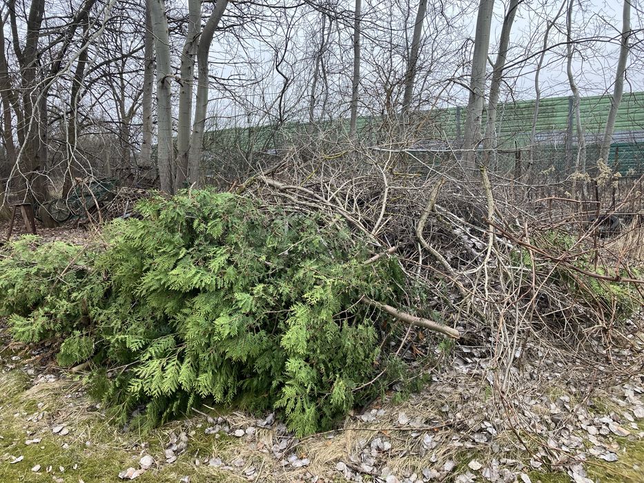 Gałęzie, drewno za darmo