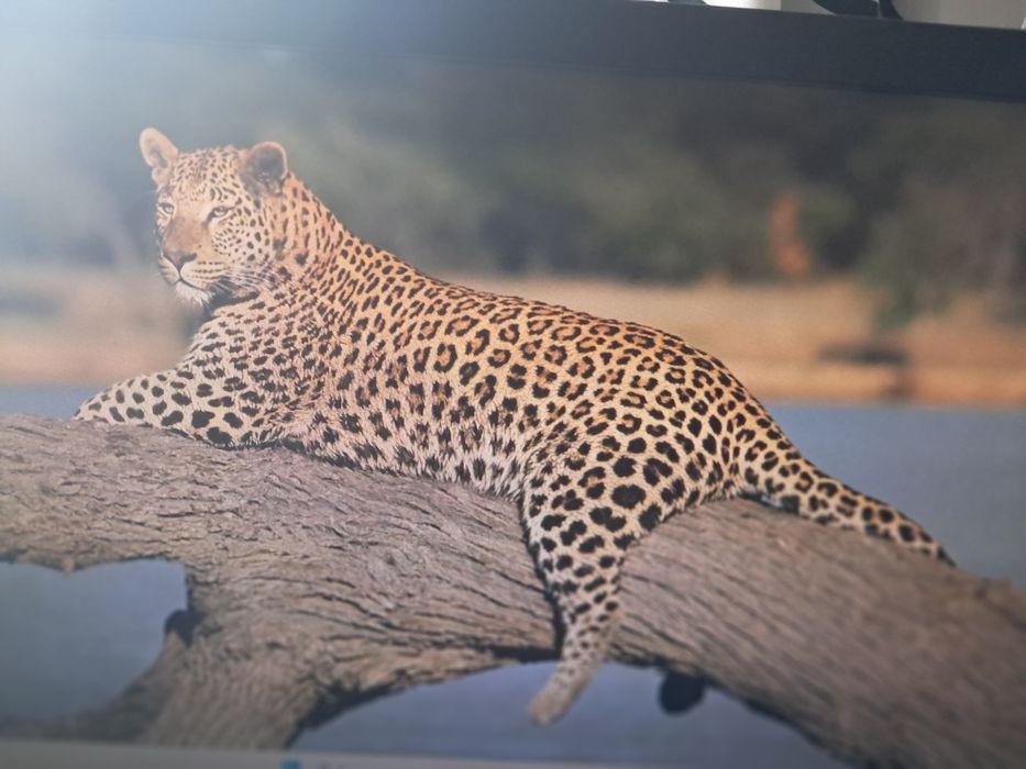 HP Elite Display E201 20'