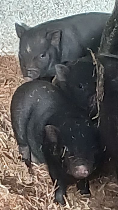 Leitões vietnamitas