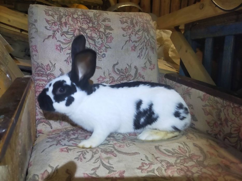 Кроличка породи Німецький строкатий велетень