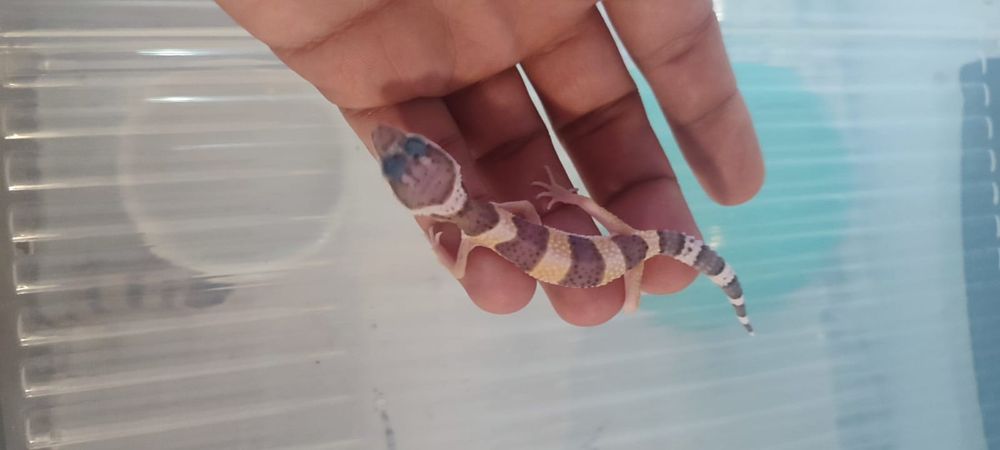 Gekon lamparci kolorowy