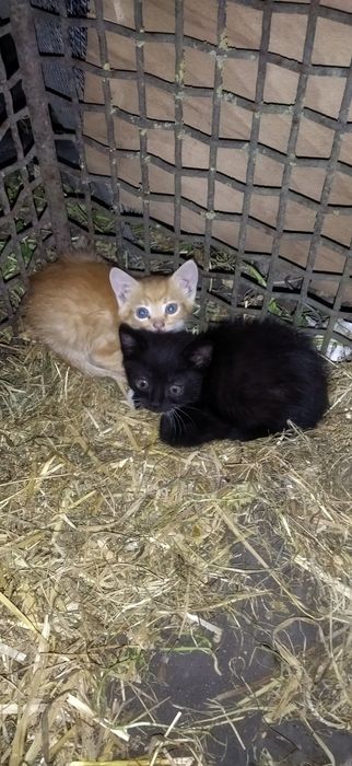Продам кошенят 2 міс. , риже і чорно-біле.., .