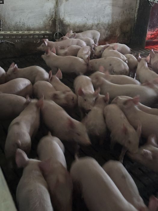 Продам поросята.