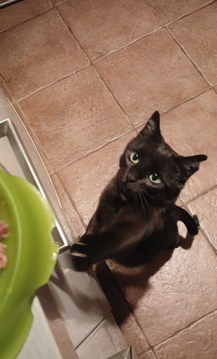 Czarna koteczka szuka domu stałego / tymczasowego, kotka