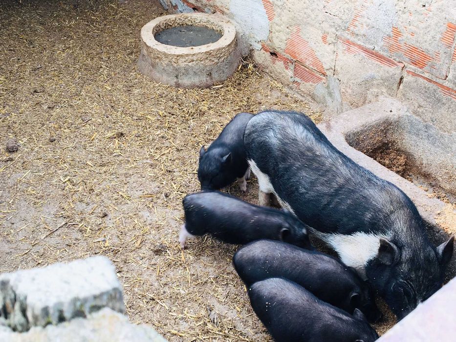 Porcos Vietnamitas - Animais de Quinta