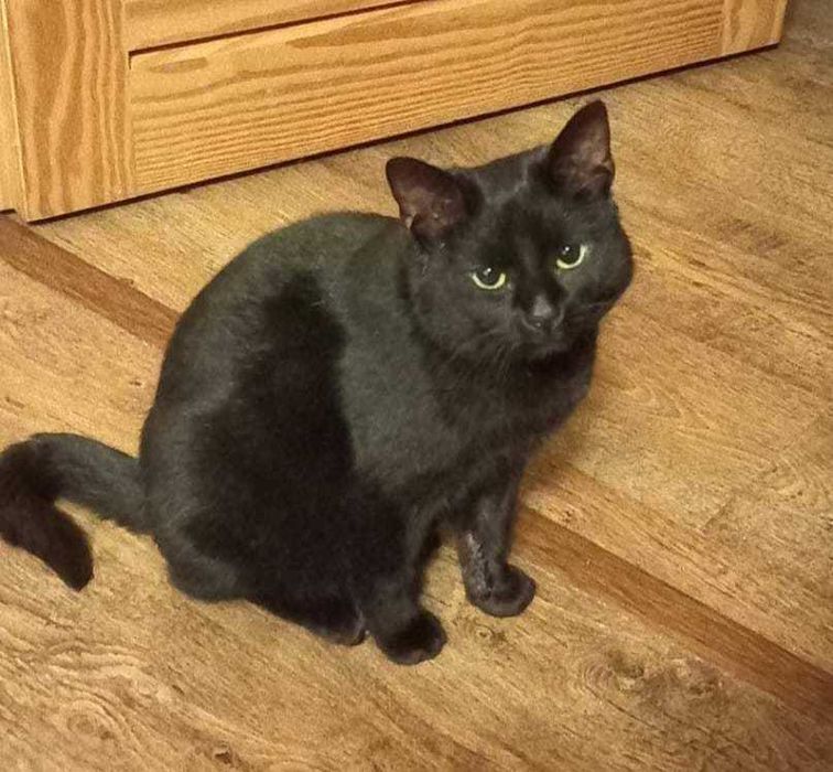 WALDUŚ to kot, który kocha nad życie