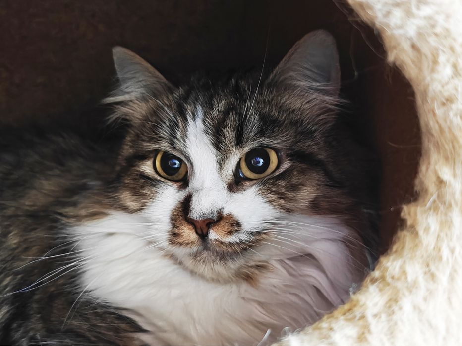 Шукаємо найкращу родину для кішечки Лаві.1,5 роки.Стерилізована.Кішка