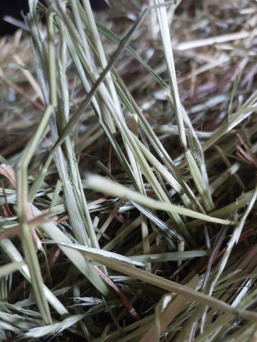 10kg Bardzo grube I długie sianko dla królików  gryzoni