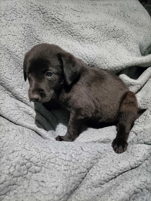 Labradora fêmea preta