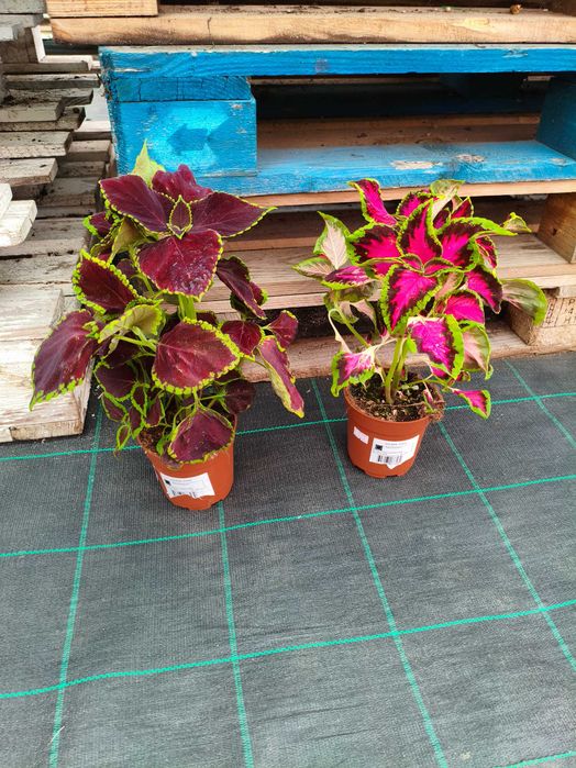 Coleos - planta em vaso
